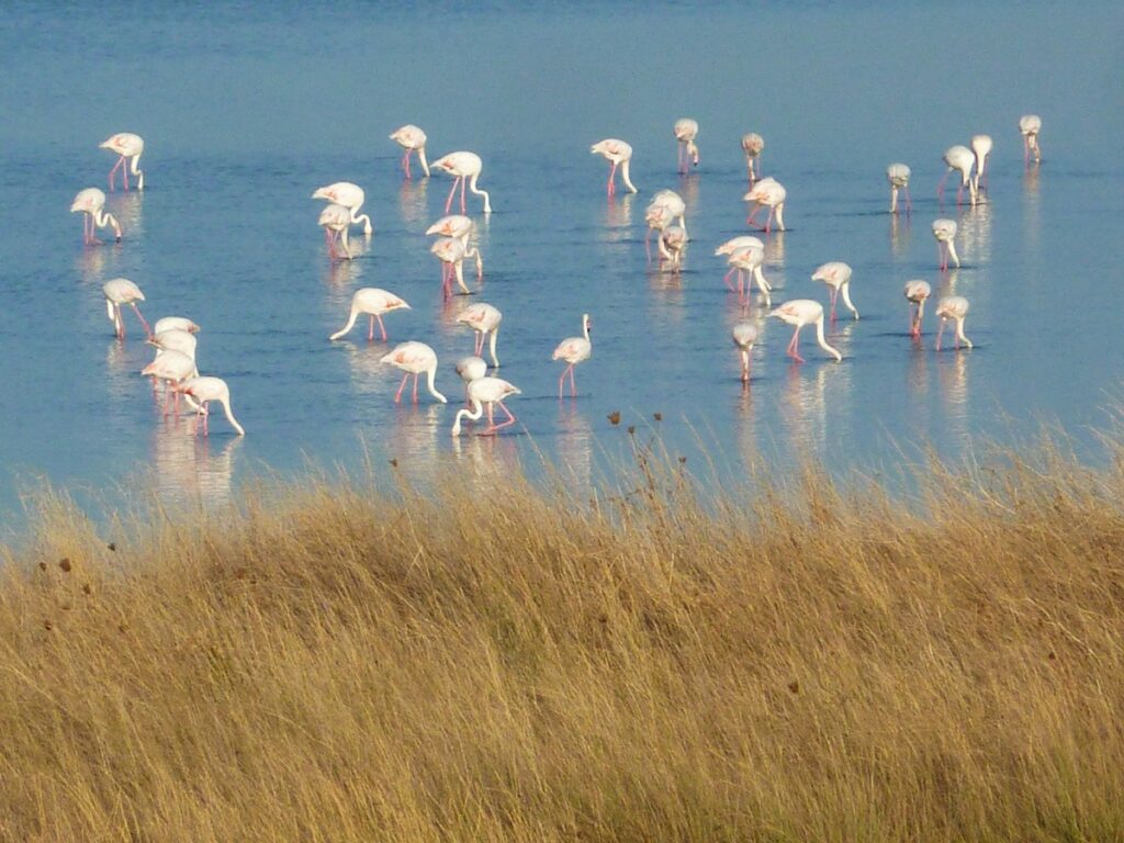 LIMNI_AROGIS_AIGEIROU_RODOPIS_FLAMINGO_NATASA_NTALIANI