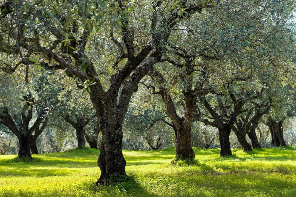 AGRILI_PATRA_ELAIONAS_MESOLOGHI